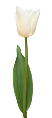 Beyaz arka planda beyaz lale çiçeği. Bahçe işinde reklam ve ambalaj tasarımı için güzel bir kompozisyon. Düz yatış, üst görünüm