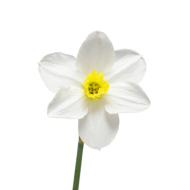 Beyaz arkaplanda izole edilmiş beyaz nergis çiçeği. Düz yatış, üst görünüm