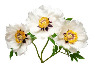 Beyaz arka planda izole edilmiş beyaz şakayık çiçeği. Çiçek deseni, nesne. Düz yatış, üst görünüm