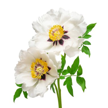 Beyaz arka planda izole edilmiş beyaz şakayık çiçeği. Çiçek deseni, nesne. Düz yatış, üst görünüm