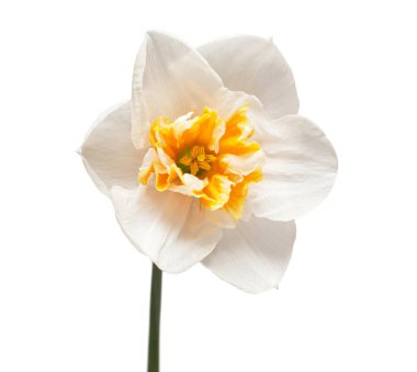 Beyaz arkaplanda izole edilmiş beyaz nergis çiçeği. Düz yatış, üst görünüm