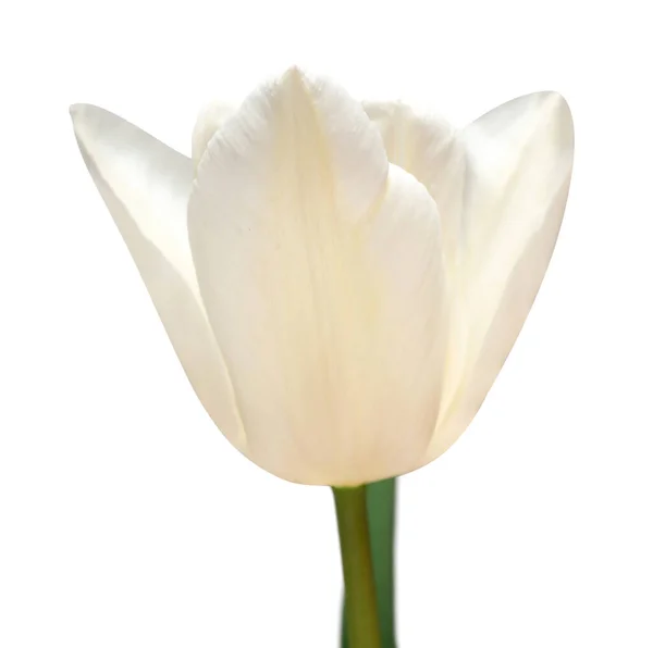 白い背景に白チューリップの花を孤立させます ガーデンビジネスにおける広告やパッケージデザインのための美しい組成物 フラットレイアウト トップビュー — ストック写真