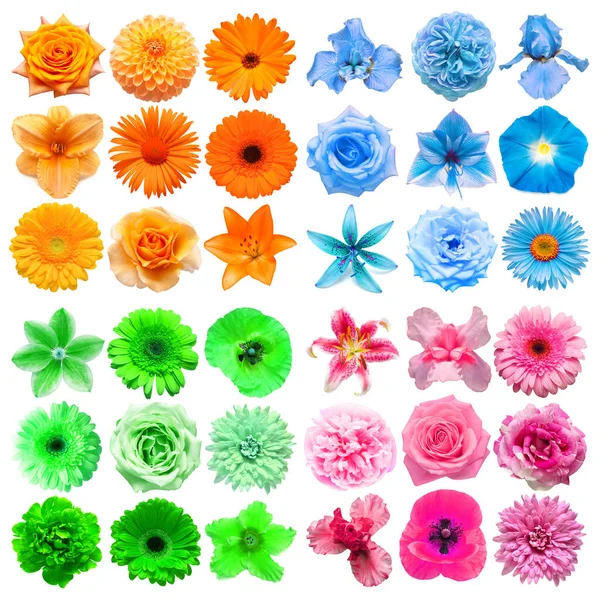 Grote Collectie Van Verschillende Hoofdbloemen Roze Blauw Groen Oranje Geïsoleerd — Stockfoto