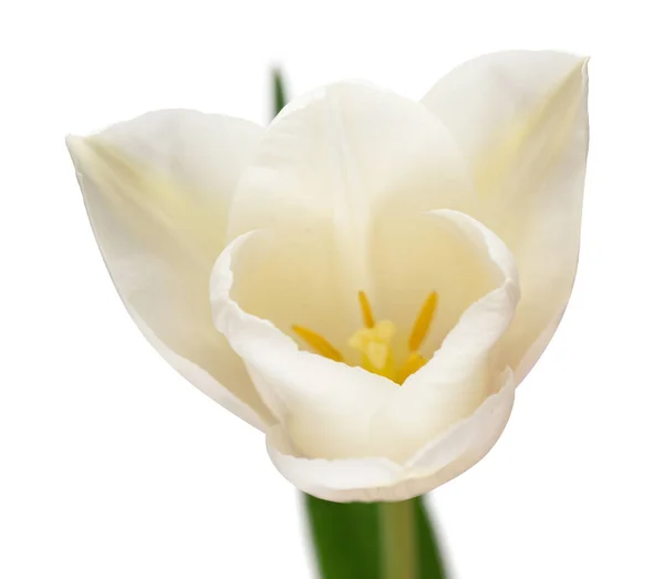 Beyaz Arka Planda Beyaz Lale Çiçeği Bahçe Işinde Reklam Ambalaj — Stok fotoğraf