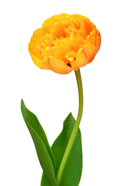 Flor Tulipán Naranja Aislada Sobre Fondo Blanco Hermosa Composición Para —  Fotos de Stock