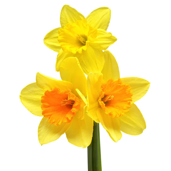 Bouquet Yellow Daffodils Flowers Isolated White Background Flat Lay Top — Stock Photo, Image
