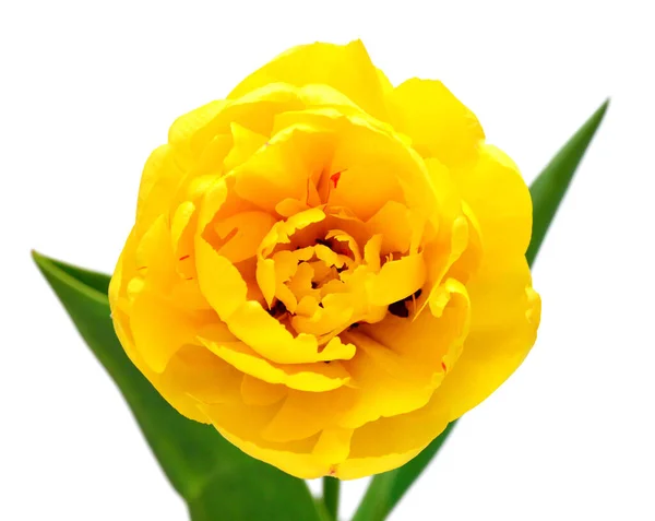 Flor Amarilla Tulipán Aislada Sobre Fondo Blanco Hermosa Composición Para —  Fotos de Stock