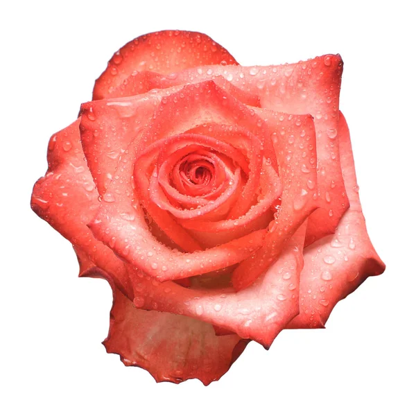淡淡的红玫瑰 与白色背景隔离的水滴 漂亮的头花 复活节假期 植物区系安排 — 图库照片