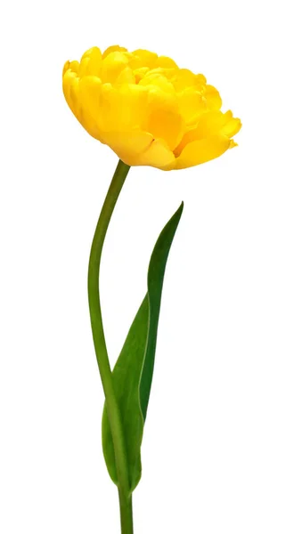 Bunga Tulip Kuning Diisolasi Pada Latar Belakang Putih Komposisi Yang — Stok Foto
