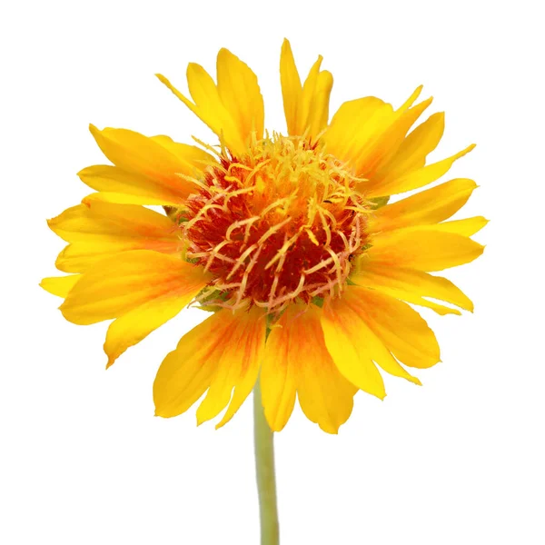 Jedna Gaillardia Žlutý Květ Izolované Bílém Pozadí Krásná Kompozice Pro — Stock fotografie
