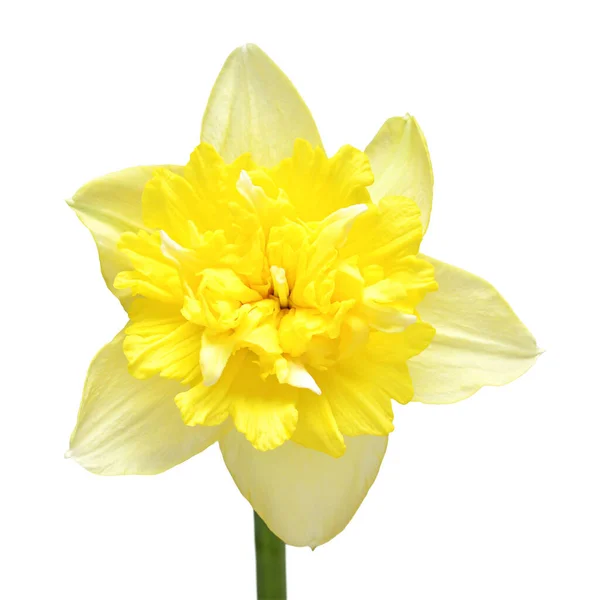 Amarelo Flor Narciso Isolado Fundo Branco Deitado Plano Vista Superior — Fotografia de Stock