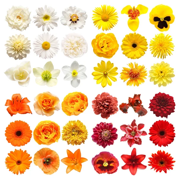Duży Zbiór Różnych Kwiatów Głowy Pomarańczowy Biały Czerwony Żółty Izolowane — Zdjęcie stockowe