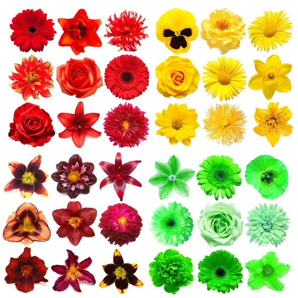 Große Sammlung Von Verschiedenen Kopfblumen Gelb Rot Grün Und Lila — Stockfoto