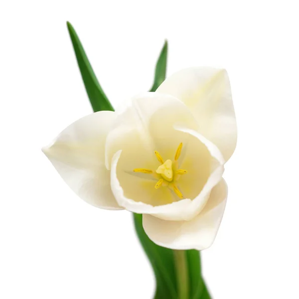 白色的郁金香花在白色的背景上被隔离 园艺业的广告设计和包装设计 构图优美 平躺在地上 俯瞰四周 — 图库照片