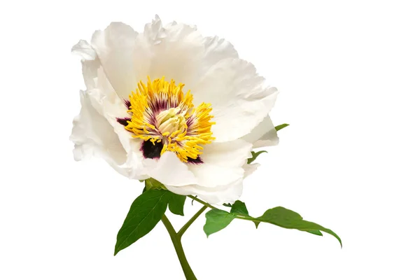 Flor Peônia Branca Isolada Sobre Fundo Branco Padrão Floral Objecto — Fotografia de Stock