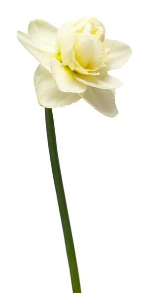 Flor Branca Narciso Isolada Sobre Fundo Branco Deitado Plano Vista — Fotografia de Stock