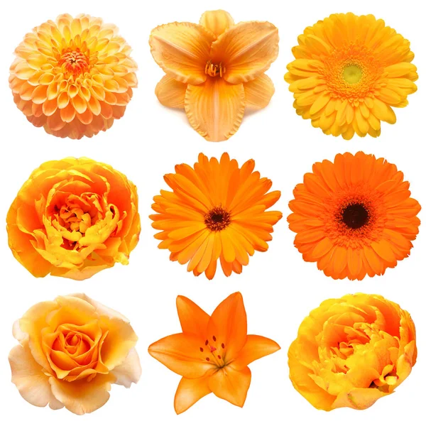 Kolekcja Piękne Głowy Pomarańczowe Kwiaty Tulipana Maku Gerbery Róży Dahlii — Zdjęcie stockowe