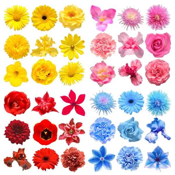 Große Sammlung Von Verschiedenen Kopfblumen Rot Blau Rosa Und Gelb — Stockfoto