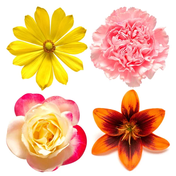 Collection Fleur Adonis Vernalis Rose Lis Oeillet Isolé Sur Fond — Photo