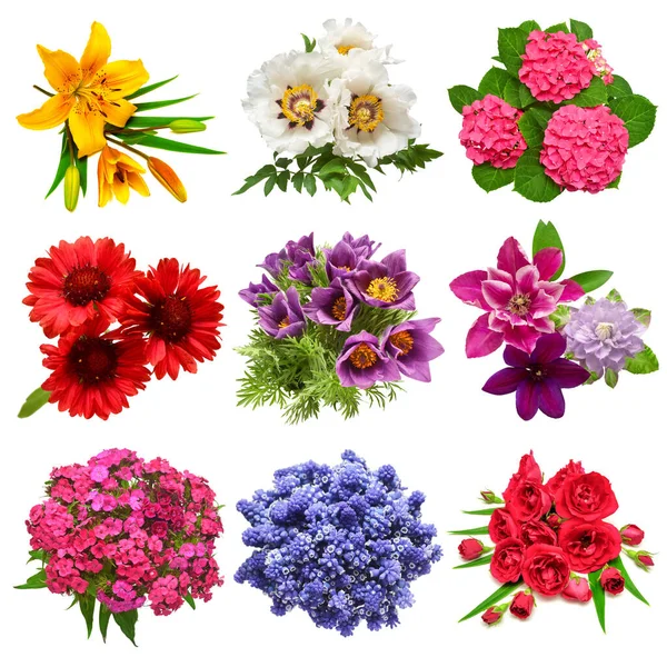 Coleção Buquês Flores Lírio Muscari Hortênsia Rosa Peônia Gaillardia Clematis — Fotografia de Stock