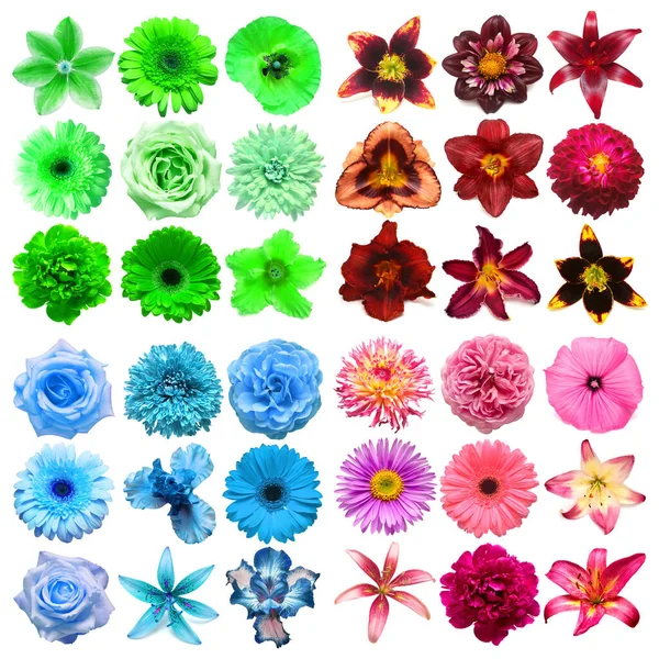 Duży Zbiór Różnych Kwiatów Głowy Fioletowy Zielony Niebieski Różowy Izolowane — Zdjęcie stockowe