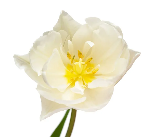 Fiore Tulipano Bianco Isolato Sfondo Bianco Bella Composizione Pubblicità Packaging — Foto Stock