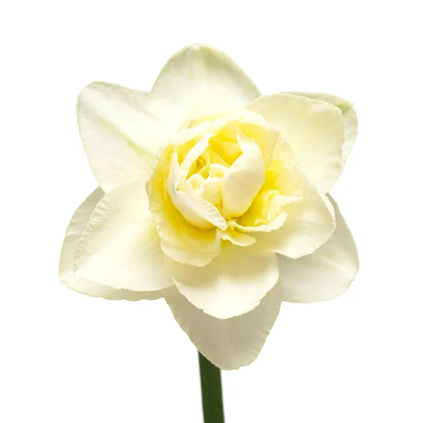 Fiore Narciso Bianco Isolato Sfondo Bianco Posa Piatta Vista Dall — Foto Stock