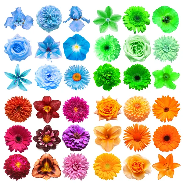 Duży Zbiór Różnych Kwiatów Głowy Niebieski Zielony Fioletowy Pomarańczowy Izolowane — Zdjęcie stockowe