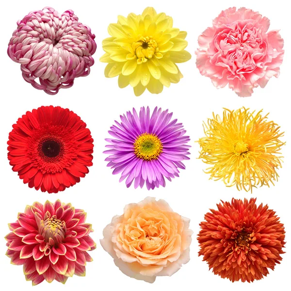 Virágok Fej Gyűjtemény Gyönyörű Gerbera Aster Százszorszép Szegfű Rózsa Krizantém — Stock Fotó