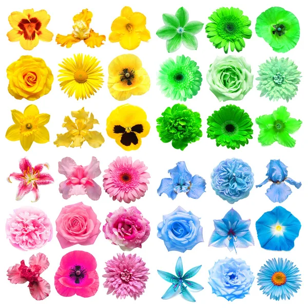 Grande Collection Fleurs Tête Jaune Bleu Vert Rose Isolé Sur — Photo