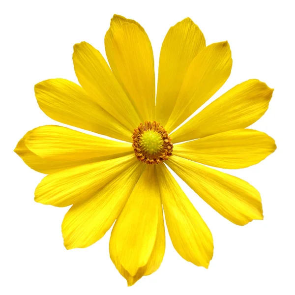 Adonis Vernalis Květiny Izolované Bílém Pozadí Krásná Kompozice Pro Reklamní — Stock fotografie