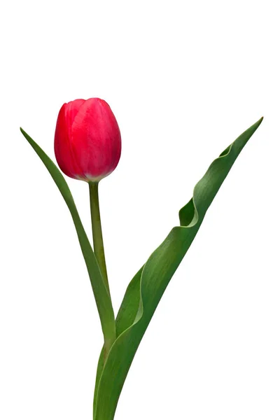 Rózsaszín Tulipán Virág Elszigetelt Fehér Háttérrel Gyönyörű Kompozíció Reklám Csomagolás — Stock Fotó