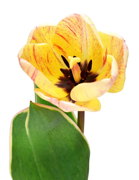 Fiore Tulipano Giallo Rosso Strisce Isolato Sfondo Bianco Bella Composizione — Foto Stock