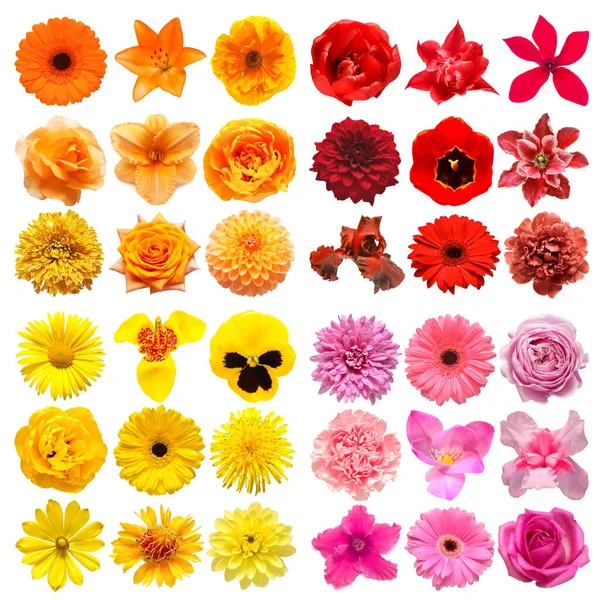 Big Collection Various Head Flowers Red Orange Pink Yellow Isolated — Stock Photo, Image