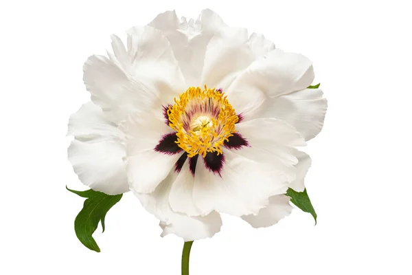 Fehér Bazsarózsa Virág Elszigetelt Fehér Háttérrel Virágminta Tárgy Lapos Fekvésű — Stock Fotó