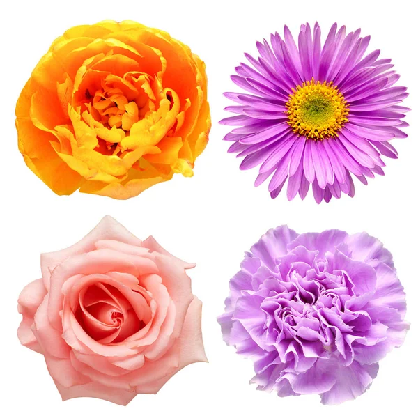 Collection Flower Tulip Carnation Aster Rose Isolated White Background Beautiful — Stock Photo, Image