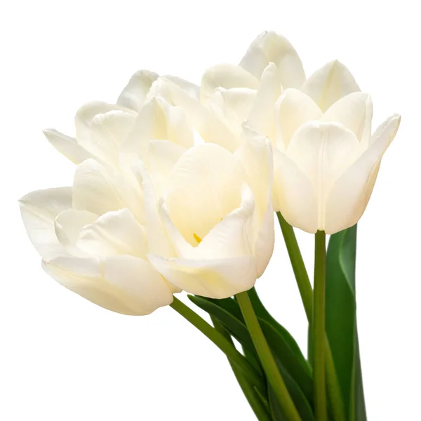 Buquê Flor Tulipa Branca Isolada Fundo Branco Bela Composição Para — Fotografia de Stock