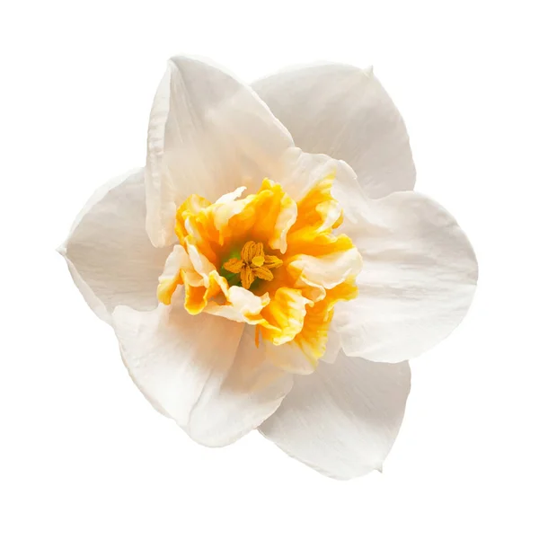 Wit Oranje Narcis Bloem Geïsoleerd Witte Achtergrond Prachtige Compositie Voor — Stockfoto