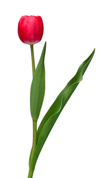 Flor Tulipa Rosa Isolada Fundo Branco Bela Composição Para Publicidade — Fotografia de Stock