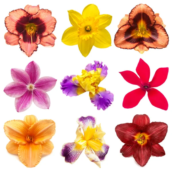 Sbírka Hlava Květiny Izolované Bílém Pozadí Krásné Složení Pro Reklamu — Stock fotografie