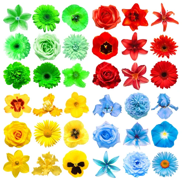 Duży Zbiór Różnych Kwiatów Głowy Czerwony Niebieski Zielony Żółty Izolowane — Zdjęcie stockowe