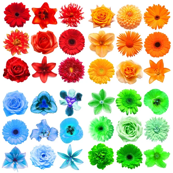 Duży Zbiór Różnych Kwiatów Głowy Czerwony Pomarańczowy Zielony Niebieski Izolowane — Zdjęcie stockowe