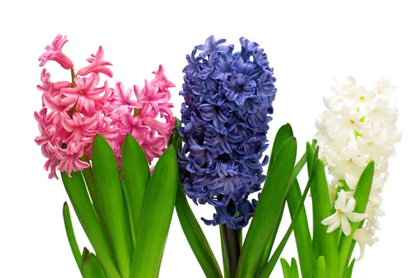 Cabeza Flor Jacinto Colección Aislado Sobre Fondo Blanco Primavera Vacaciones — Foto de Stock