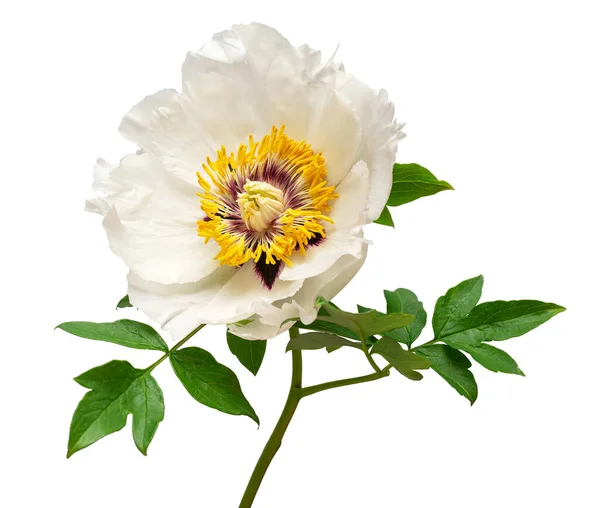 Witte Pioenbloem Geïsoleerd Witte Achtergrond Bloemenpatroon Object Vlakke Lay Bovenaanzicht — Stockfoto