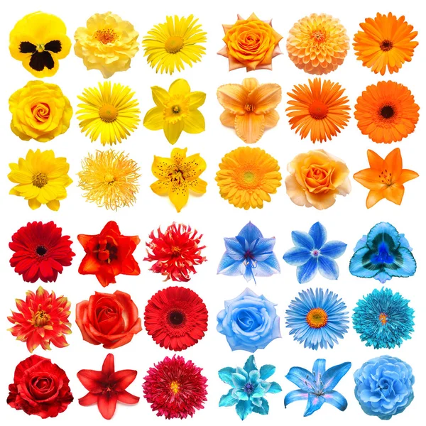Duży Zbiór Różnych Kwiatów Głowy Żółty Czerwony Niebieski Pomarańczowy Izolowane — Zdjęcie stockowe