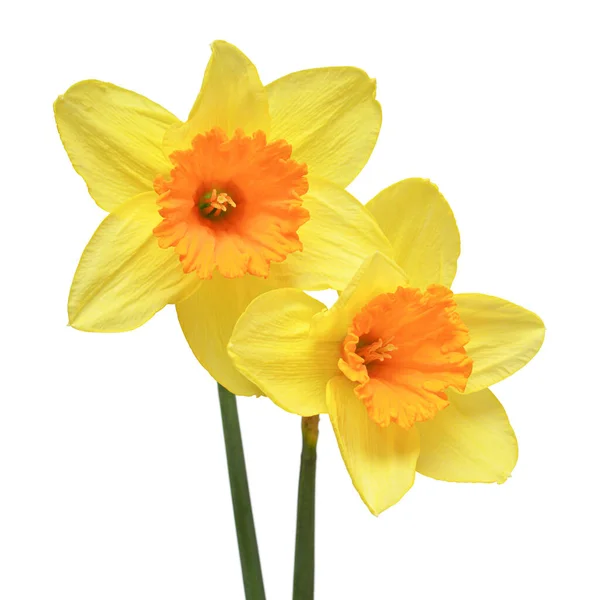 Bukett Med Gula Påskliljor Blommor Isolerade Vit Bakgrund Vacker Komposition — Stockfoto