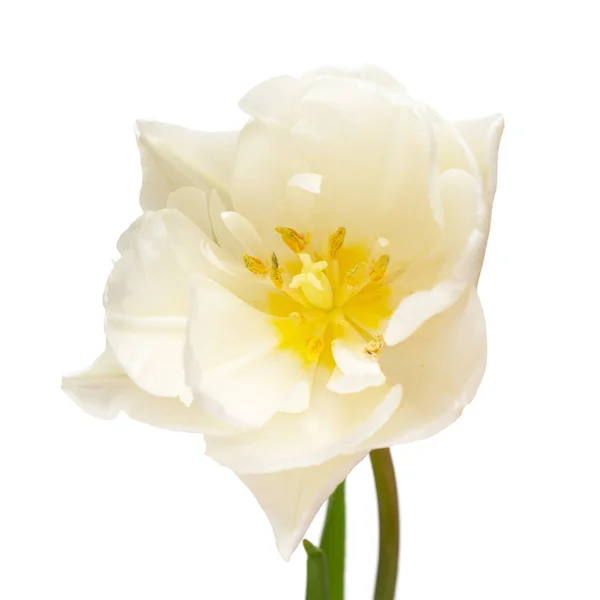 Fiore Tulipano Bianco Isolato Sfondo Bianco Bella Composizione Pubblicità Packaging — Foto Stock