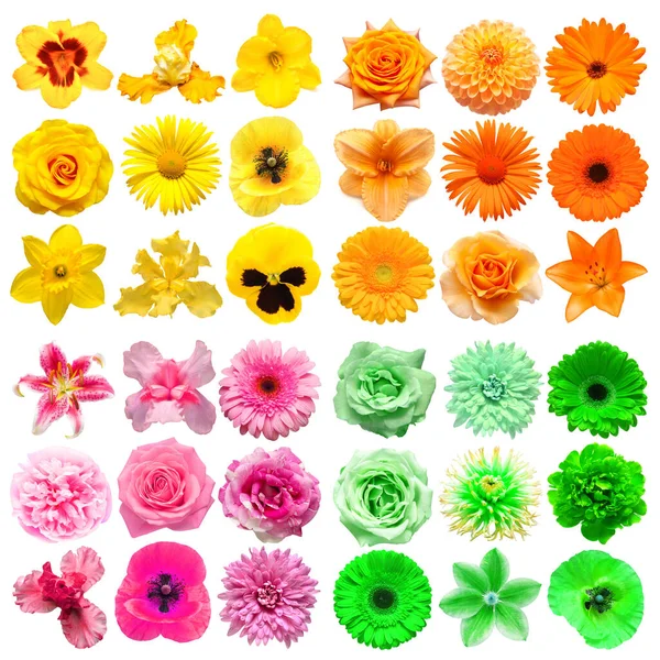 Nagy Gyűjtemény Különböző Fejvirágok Narancs Sárga Zöld Rózsaszín Elszigetelt Fehér — Stock Fotó