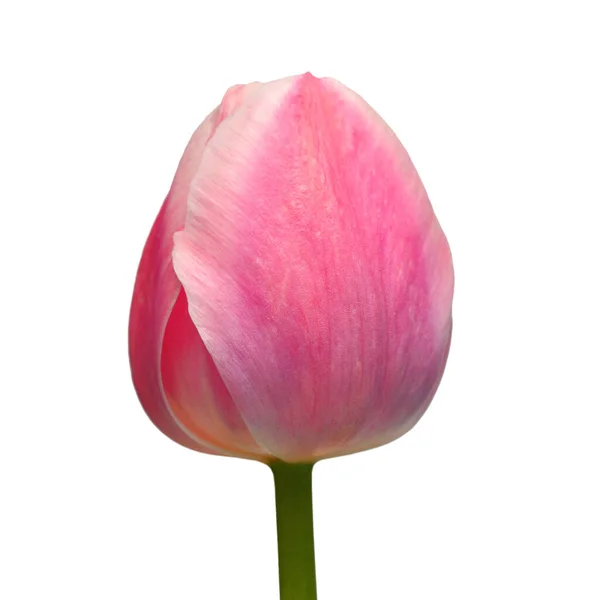 Pink Tulipan Blomst Isoleret Hvid Baggrund Smuk Sammensætning Til Reklame - Stock-foto