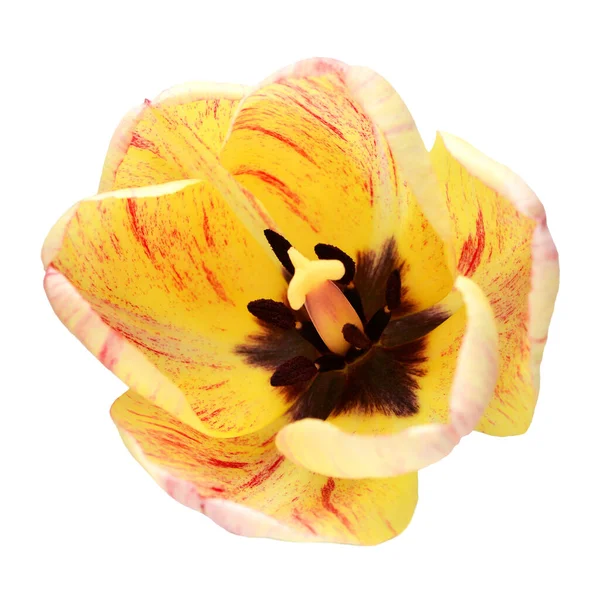 Flor Tulipán Rayas Color Amarillo Rojo Aislada Sobre Fondo Blanco — Foto de Stock
